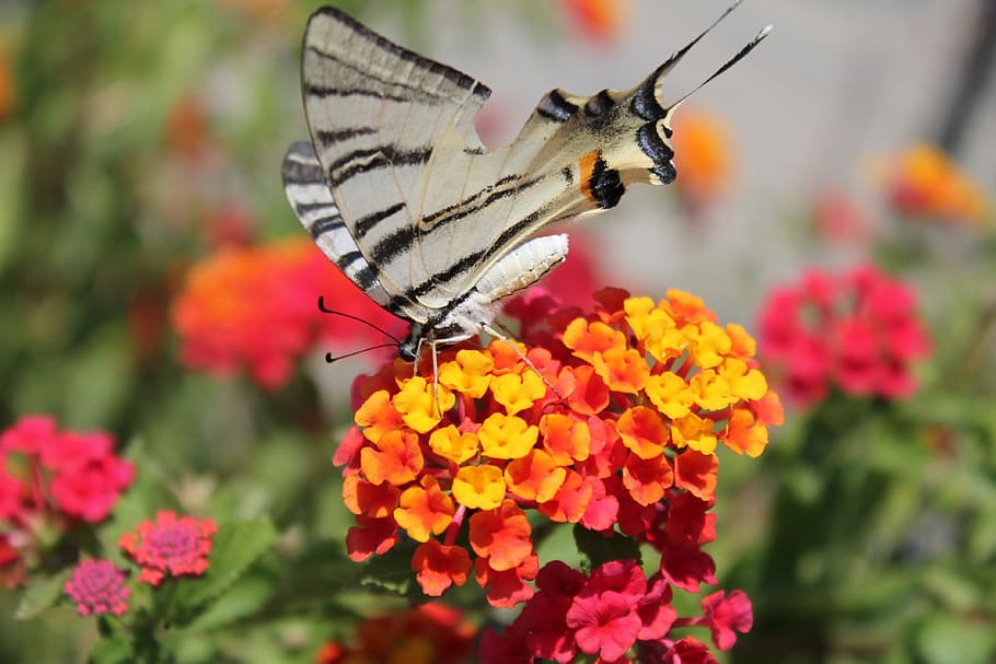 Butterfly, Flowers, Summer, Spring, insect, nature, butterfly - Insect HD wallpaper