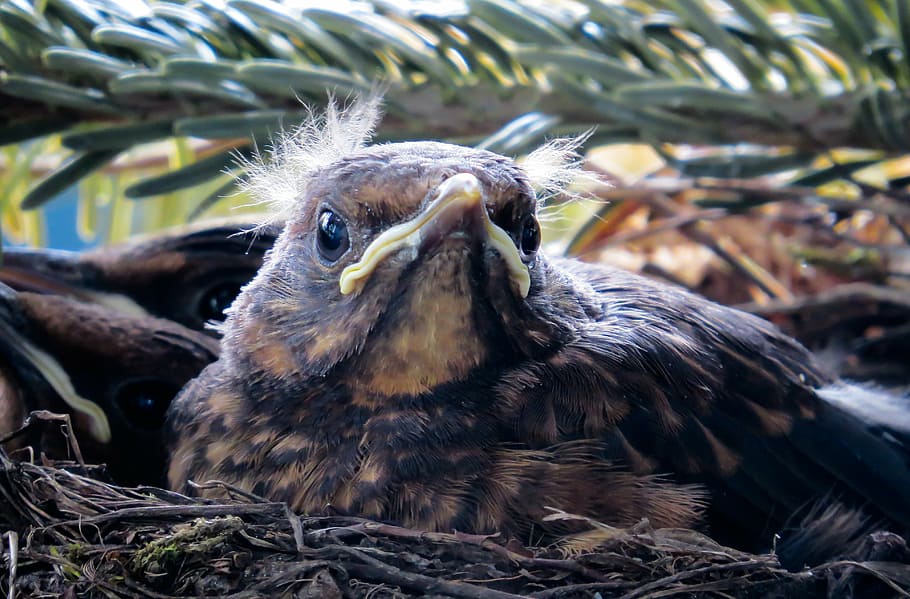 brown bird in bird's nest, animal, blackbird, young bird, feather, HD wallpaper