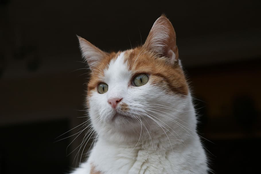 white orange tabby cat