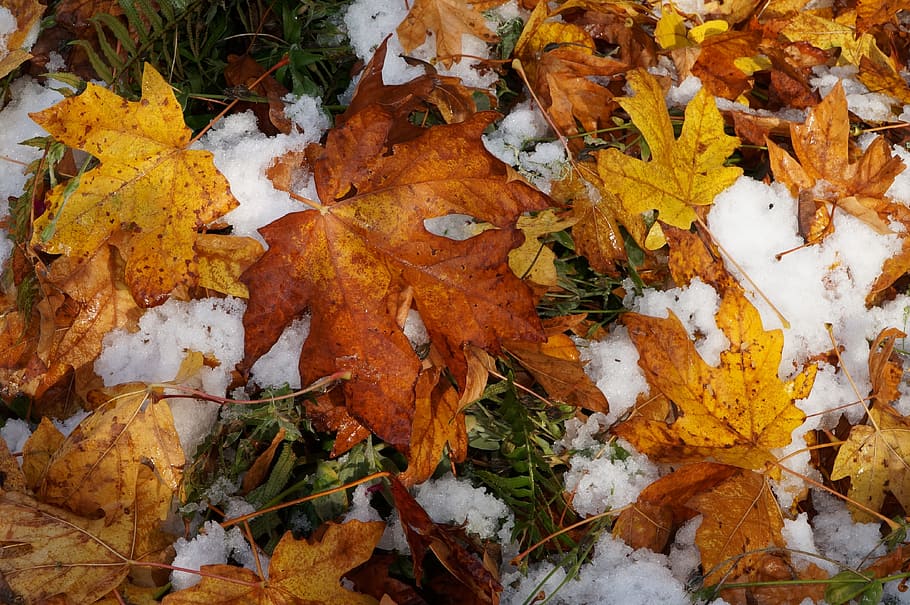 fall, leaf, maple, season, nature, outdoors, snow, yellow, orange HD wallpaper
