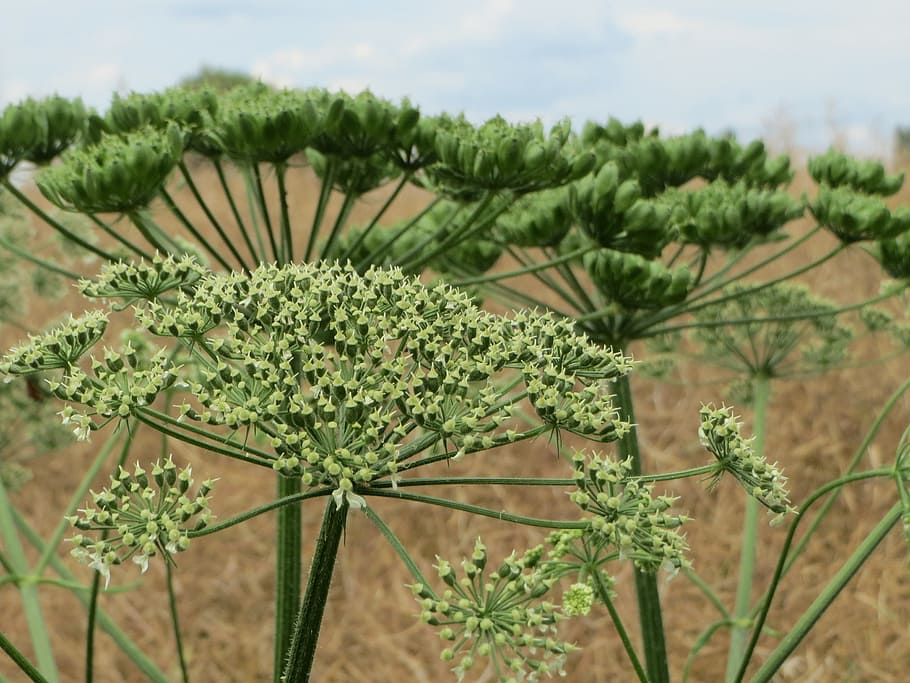 Common hogweed 1080P, 2K, 4K, 5K HD wallpapers free download