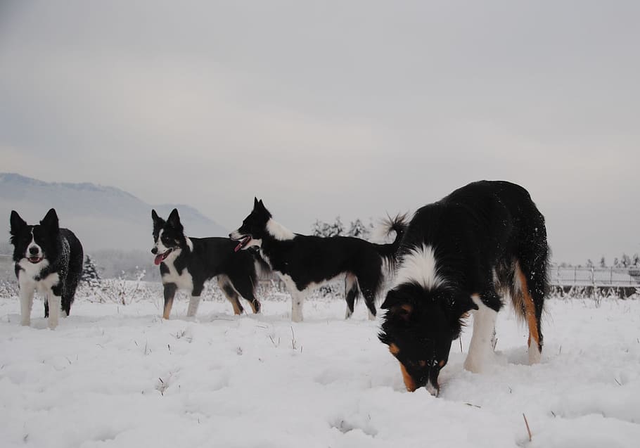 dogs, snow, winter, animal themes, mammal, domestic, pets, domestic animals HD wallpaper