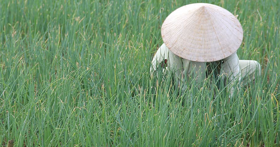 Vietnam, Rice Fields, Conical Hat, hoian, indochina, traditional, HD wallpaper
