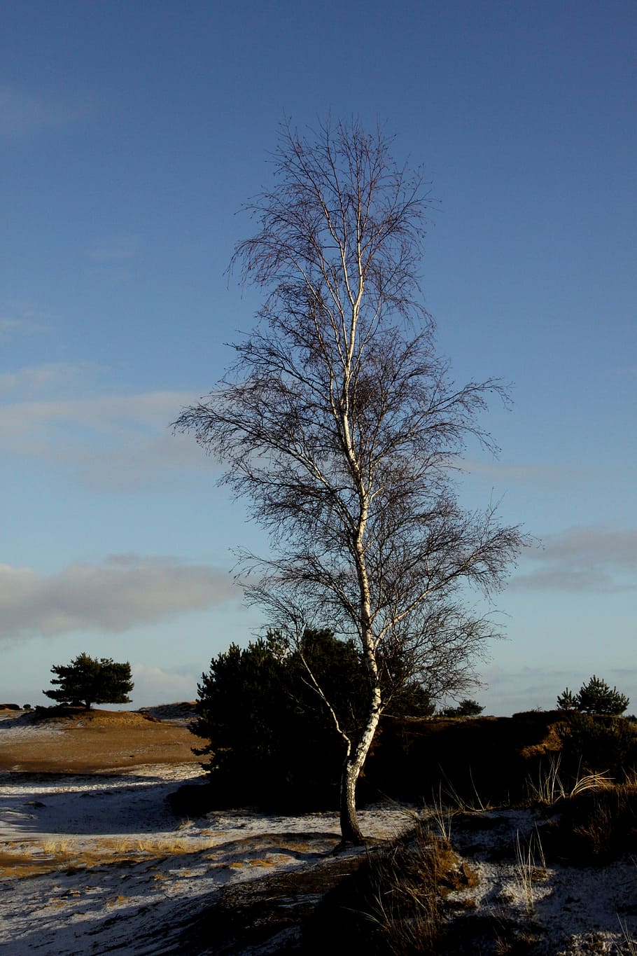 Tree, Winter, Willow, Snow, bare tree, landscape, cold temperature HD wallpaper