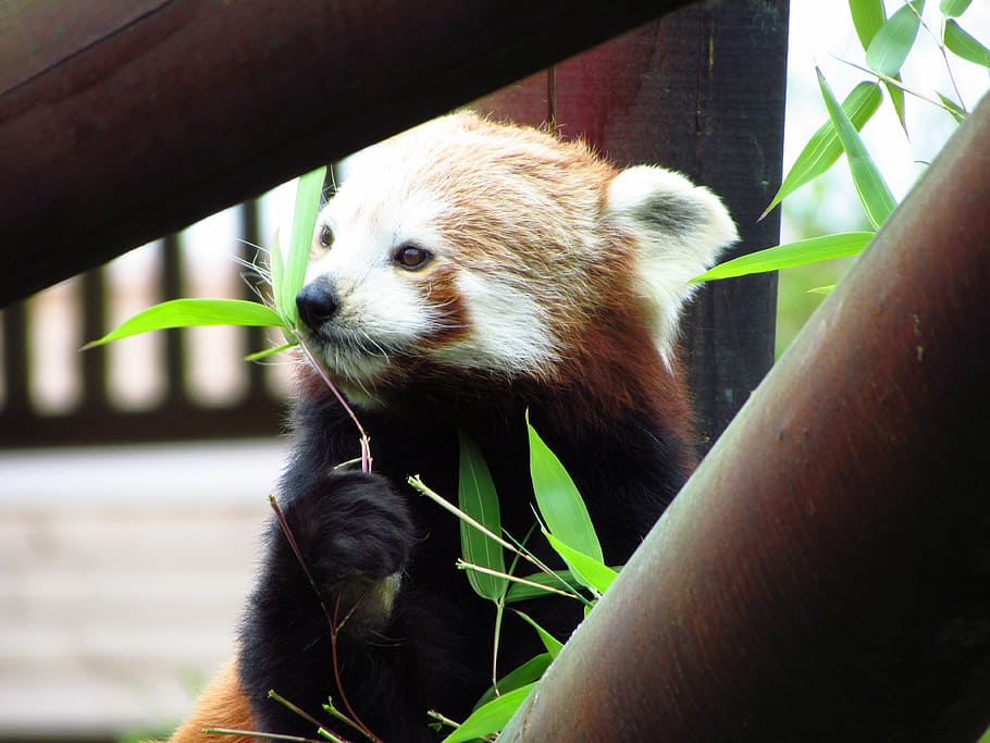 red, panda, red panda, eating, sitting, animal, wildlife, hungry HD wallpaper