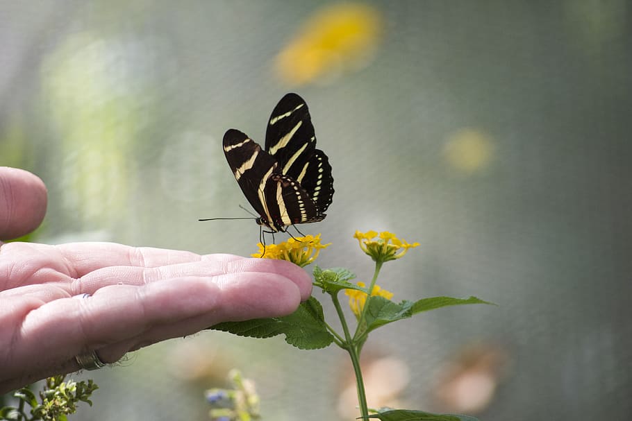 Butterfly, Hand, Design, Nature, colorful, dom, wing, flying HD wallpaper