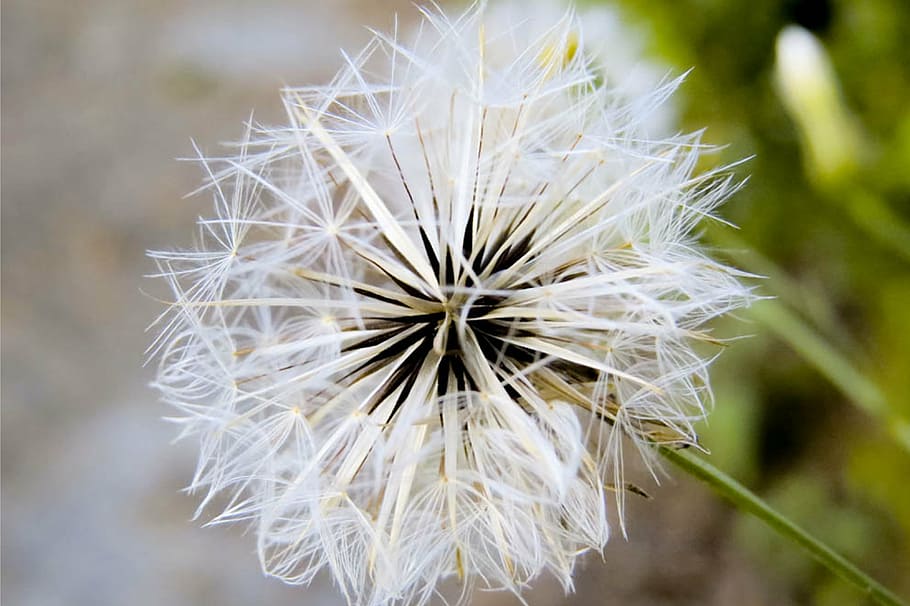 flower, close, macro, plant, nature, blur, flowers, dandelion HD wallpaper