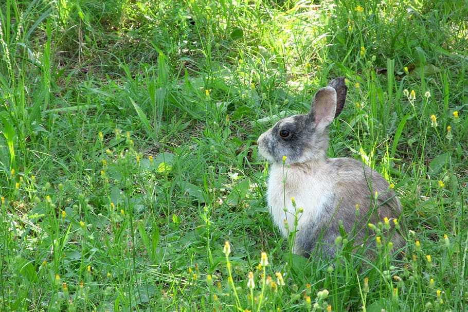 Rabbit, Nature, Animals, Bunny, Ears, grass, easter, tender HD wallpaper