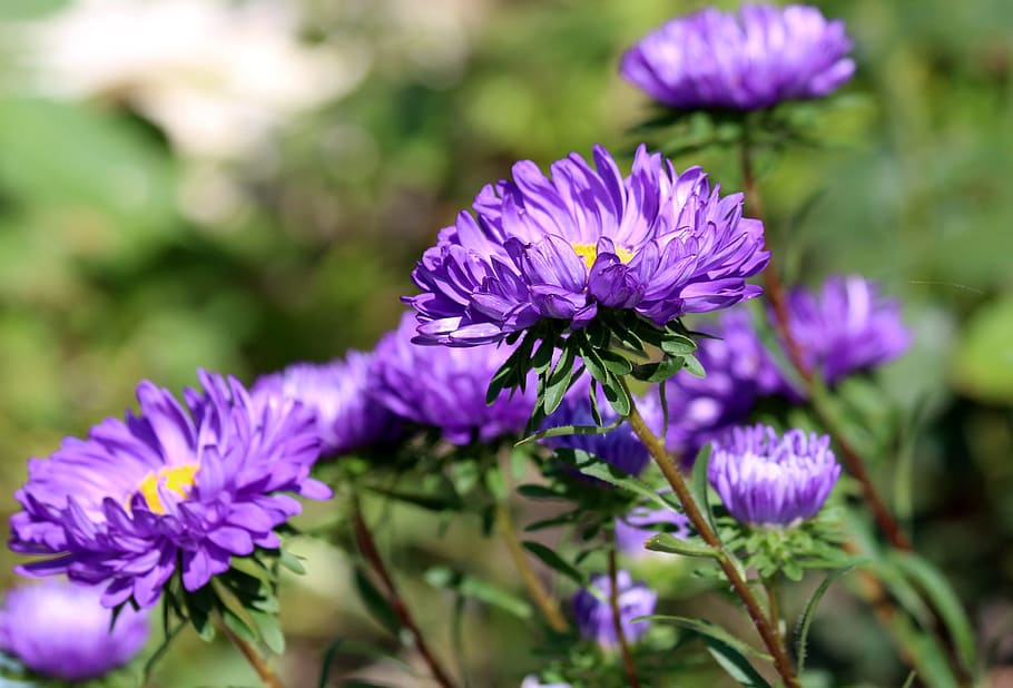 Asters, Purple, purple asters, summer, green background, garden flowers HD wallpaper