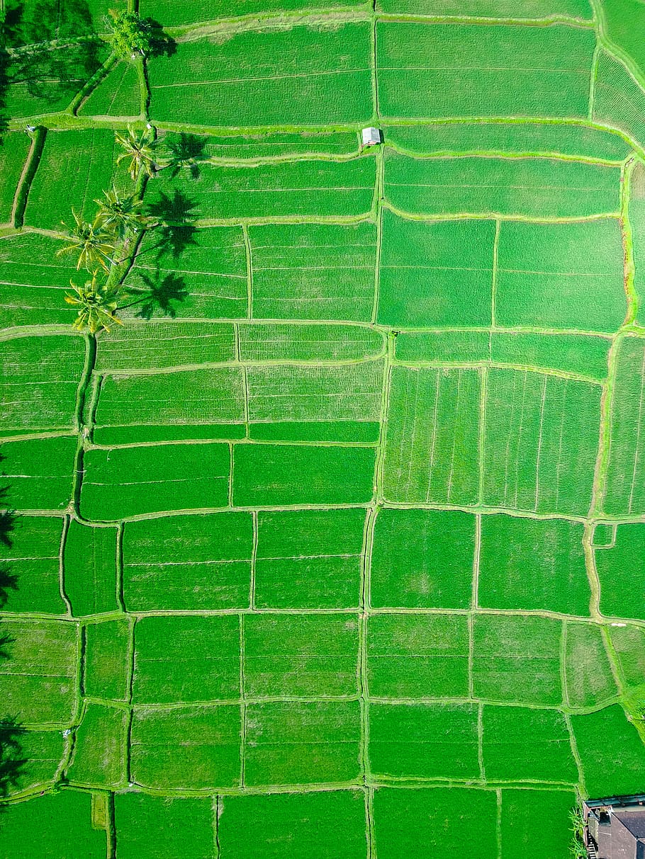 HD wallpaper: aerial view of rice paddy, bird's eye view photography of