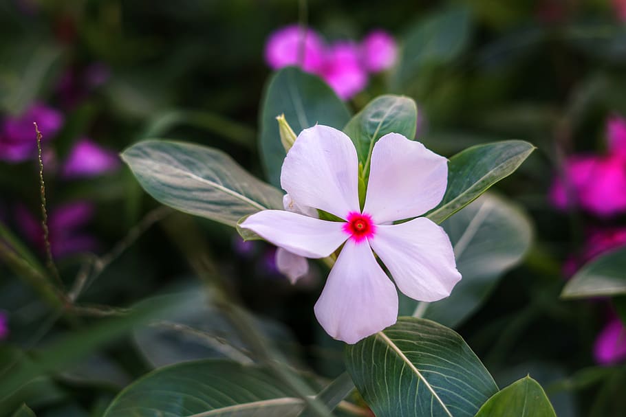 madagascar periwinkle, billygoat weed, tropical periwinkle, HD wallpaper