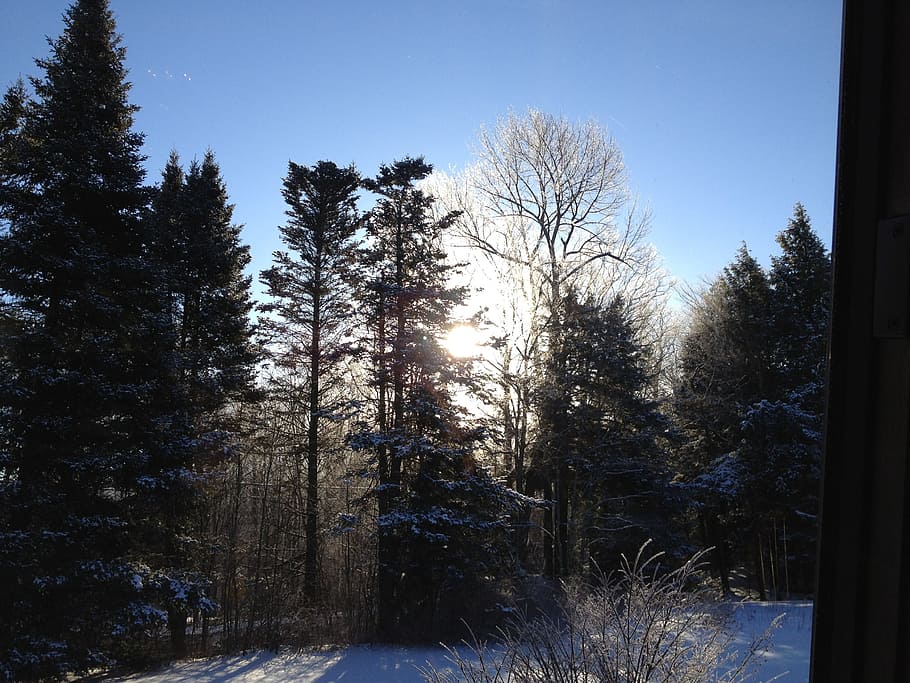 winter, snow, nature, sky, landscape, forest, tree, outdoor HD wallpaper