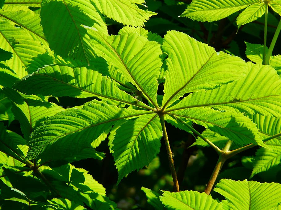 Ordinary, Leaves, Chestnut, ordinary rosskastanie, tree, foliage, HD wallpaper