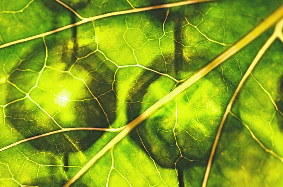 leaf, green, durchleuchted, chlorophyll, balls, plant, green color HD wallpaper