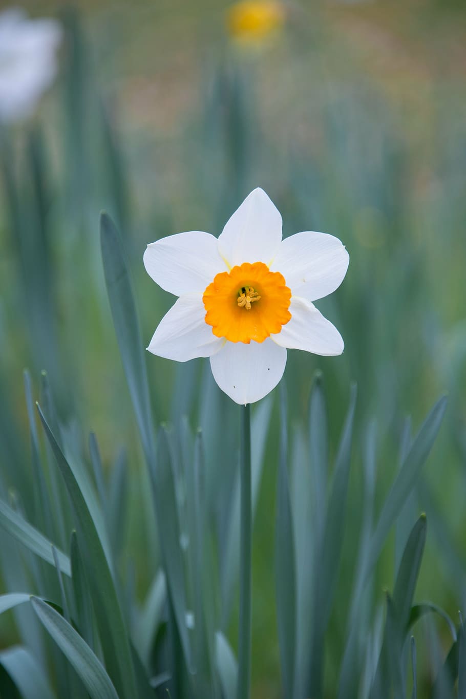 daffodil, flower, spring, garden, park, meadow, plant, harbinger of spring HD wallpaper