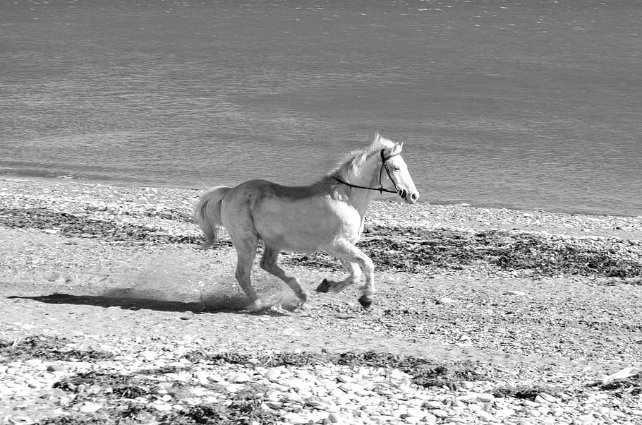 greyscale photo of white running horse near body of water, galloping HD wallpaper