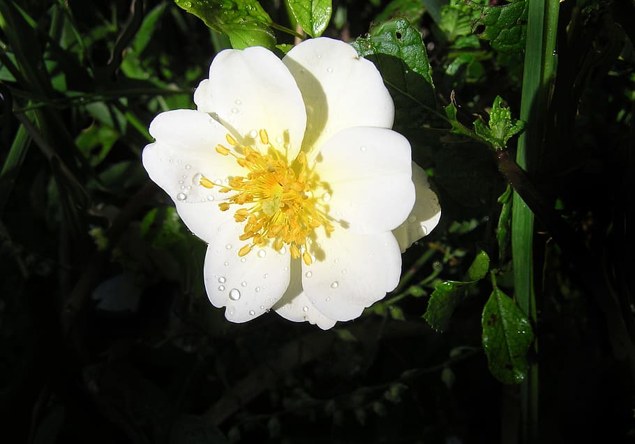 single, white, rose, flower, water drops, flowering plant, beauty in nature HD wallpaper