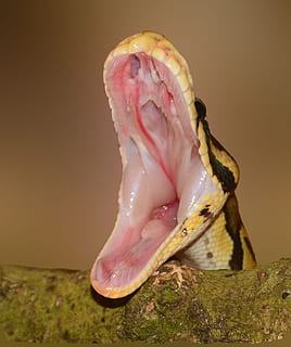 macro photography of yellow and black snake, foot, python, hunger HD wallpaper