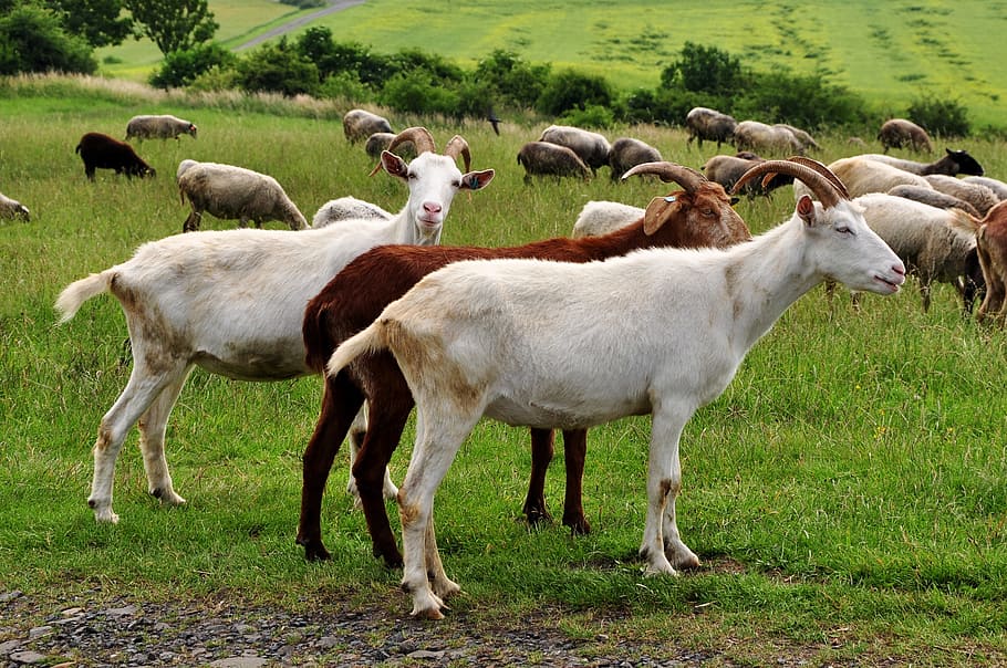 Animal, Animals, Goat, goats, sheep, nature, grass, livestock HD wallpaper