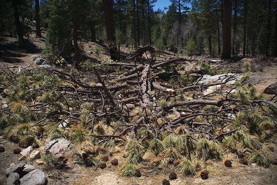 pine, tree, branch, forest, fallen, pine cone, nature, outdoors HD wallpaper