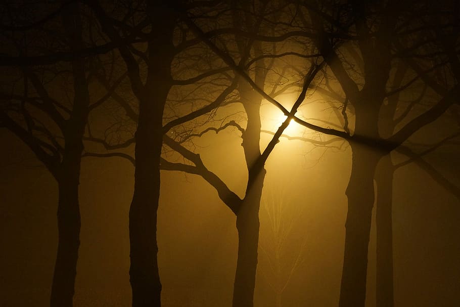 silhouette of trees against yellow light, night, sunset, backlit HD wallpaper