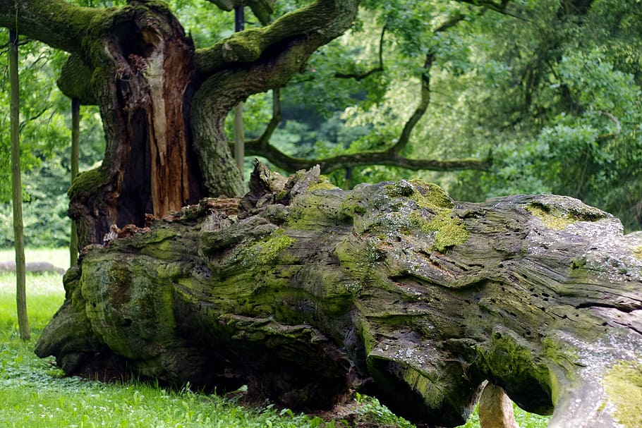 Tree, Overturned, Rotten, Old, great, oak, forest, nature, konary, HD wallpaper