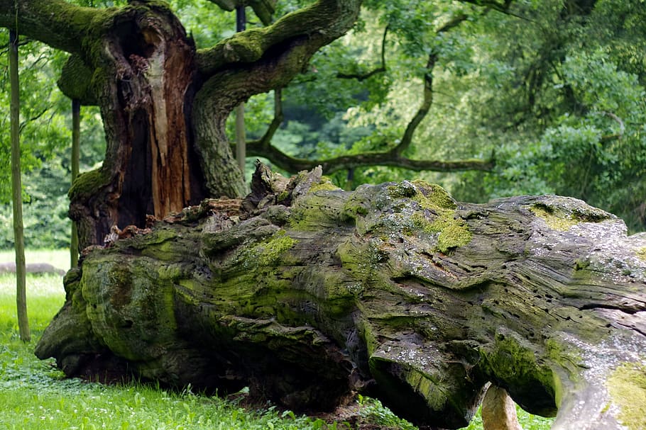 Tree, Overturned, Rotten, Old, great, oak, forest, nature, konary HD wallpaper