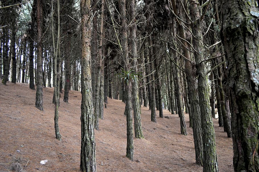 Green, Peace, Landscape, Forest, Trees, evergreen, tree trunk HD wallpaper