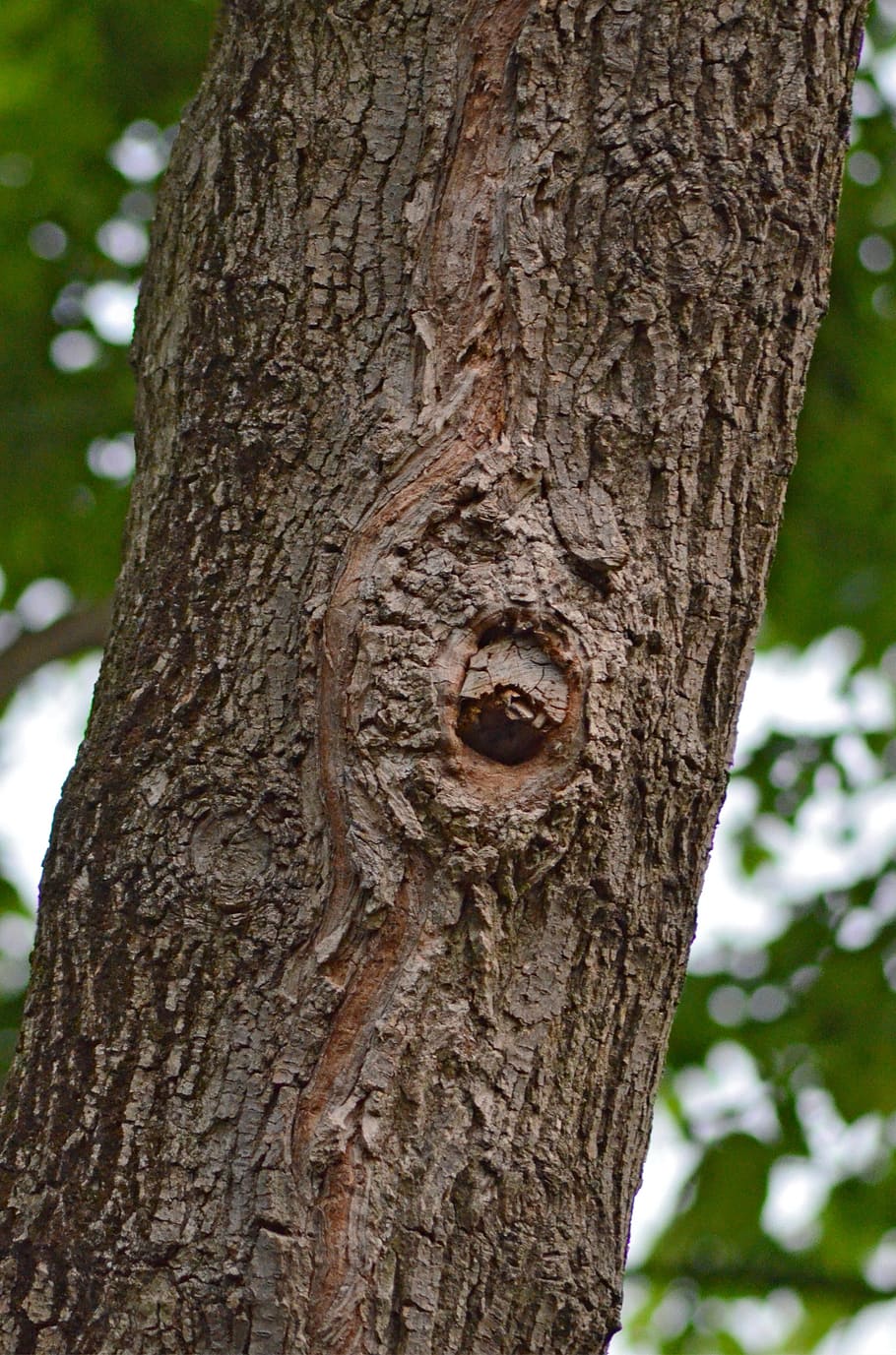 tree, face, wood, man, nature, mask, rufender tree, log, forest HD wallpaper
