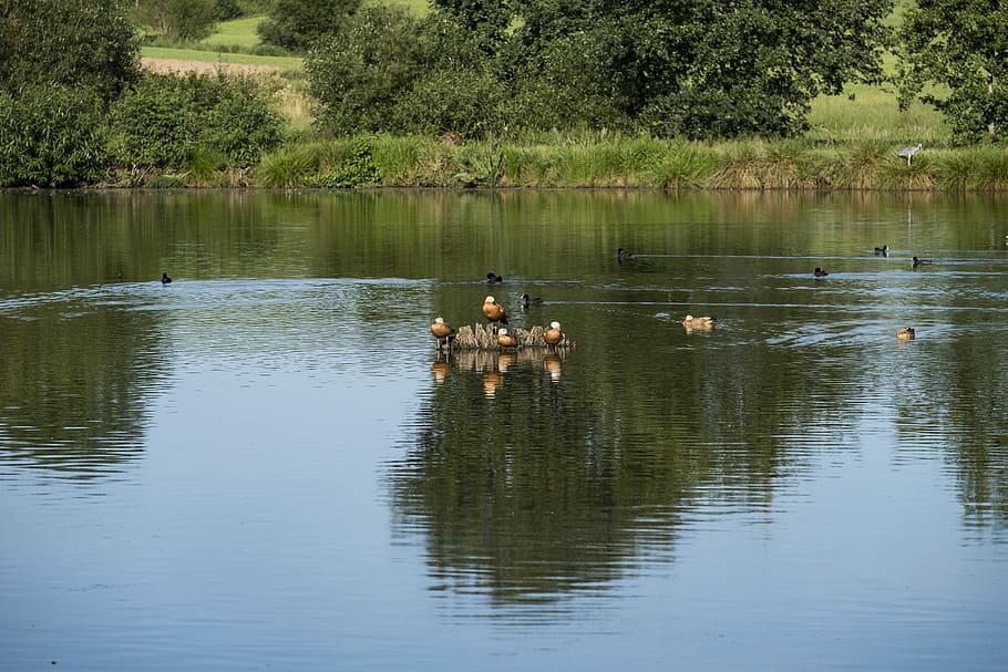 Pond, Lake, River, Bach, Water, Nature, waters, bank, birds HD wallpaper