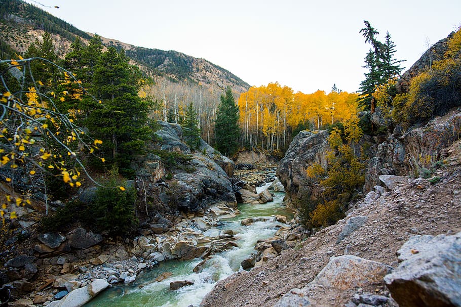 flowing river in forest at daytime, mountains neat trees, rocks HD wallpaper