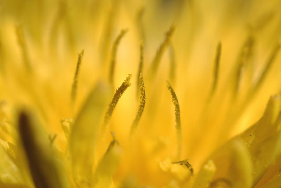 Dandelion, Macro, Yellow, Nature, Spring, bloom, blossom, common dandelion HD wallpaper