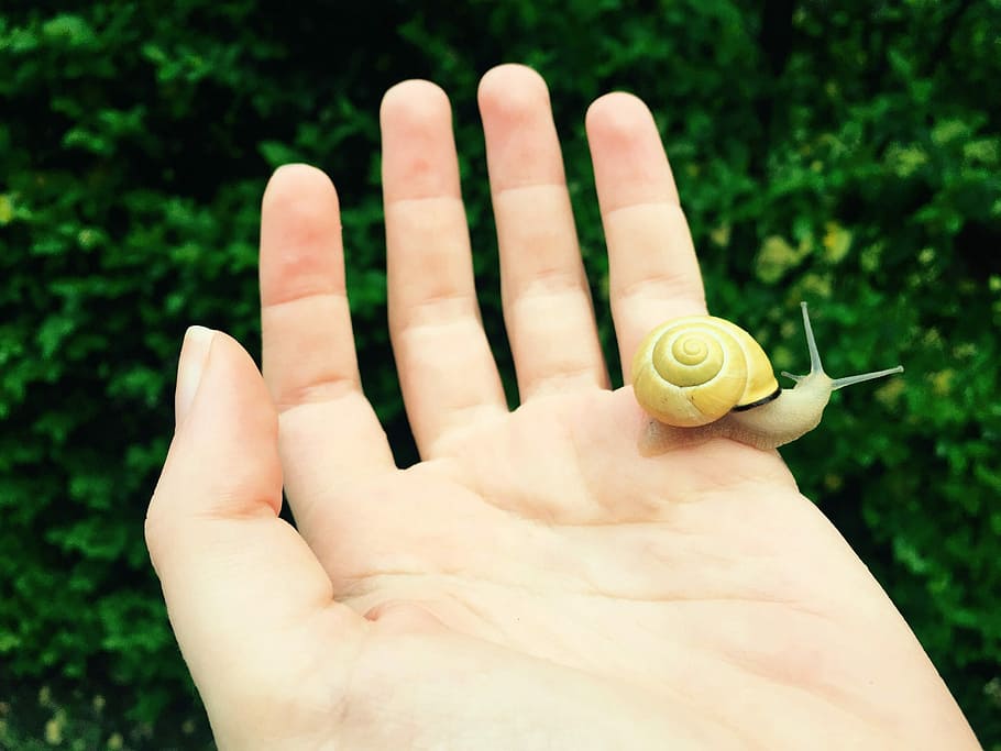 Snail, Hand, Nature, Prato, Garden, rain, insect, spiral, fingers HD wallpaper