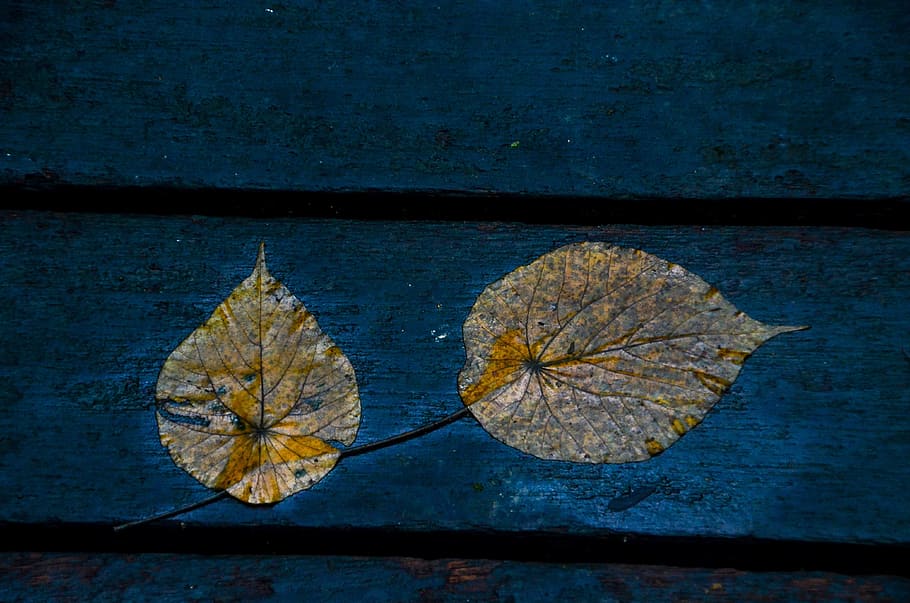 Leaves, Foliage, Wet, Rainy, blue, ground, autumn, season, leaf HD wallpaper