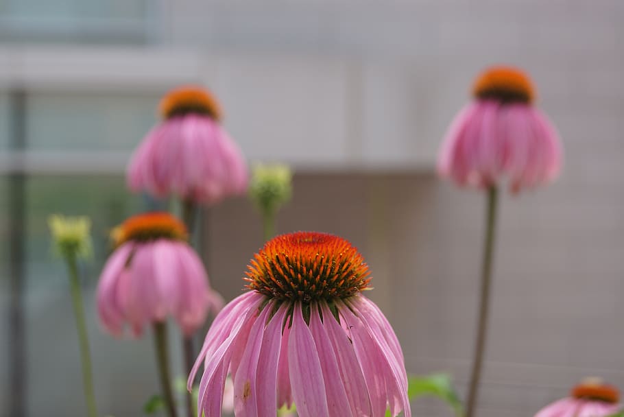 flower, beautiful scene, seoul national university, south korea, HD wallpaper