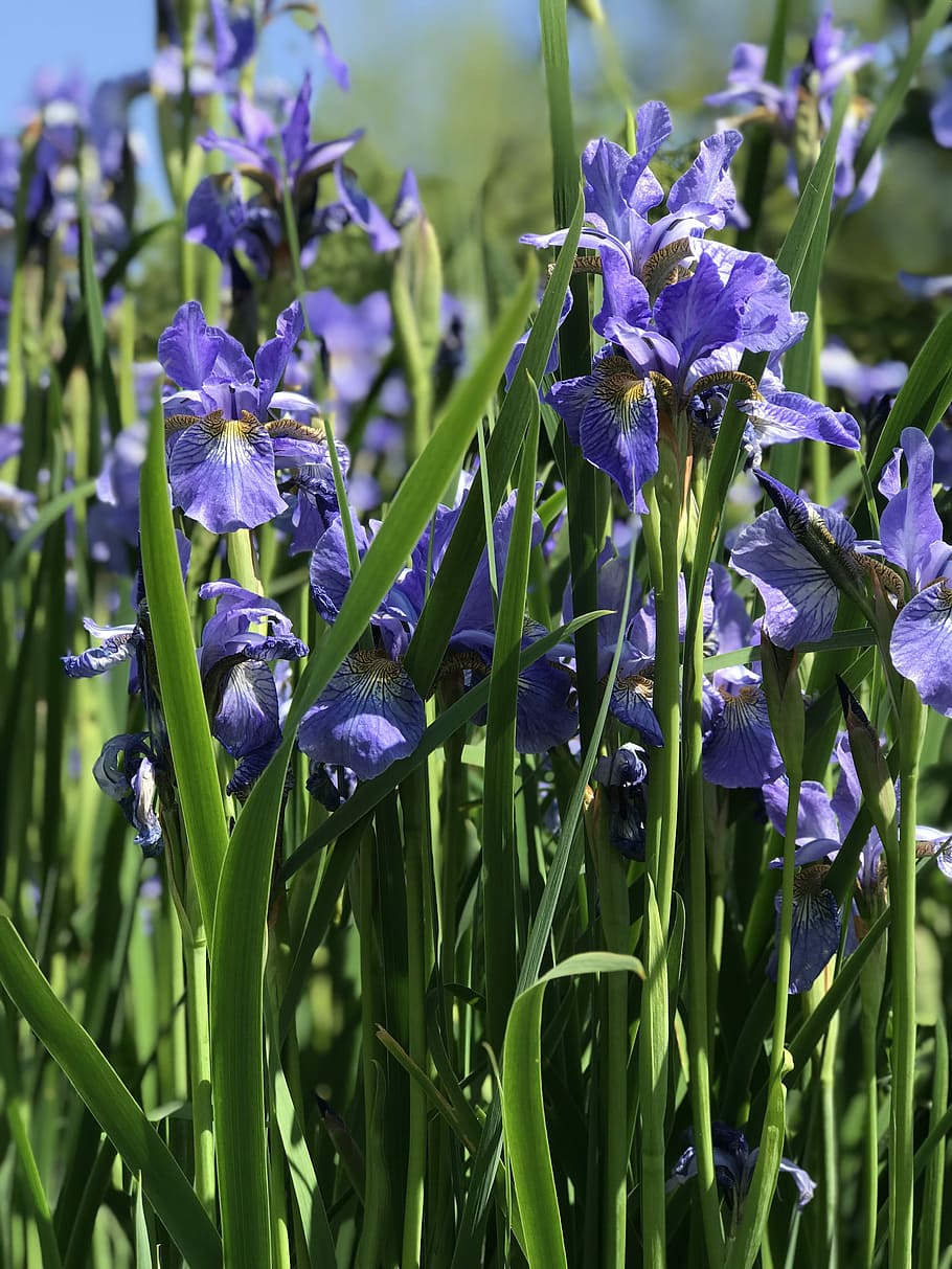 iris, flower, garden, spring, floral, blossom, summer, nature HD wallpaper