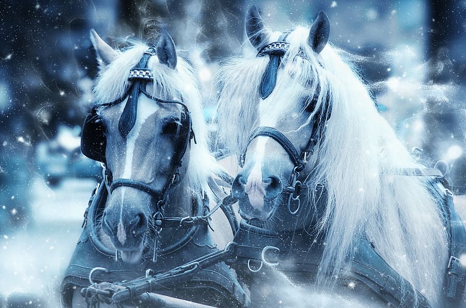 two white and brown horses in snow, head, art, nature, scrapbooking HD wallpaper