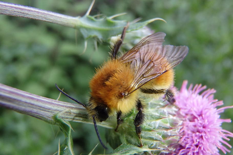 bee, flower, tree, nature, animal themes, animal wildlife, one animal HD wallpaper