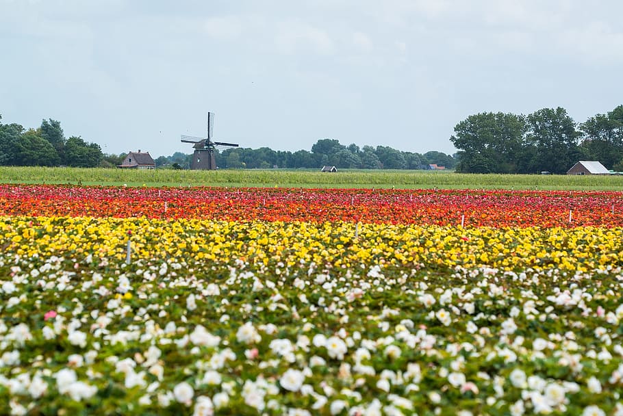 windmill, flower fields, holland, summer, blossom, bloom, landscape HD wallpaper