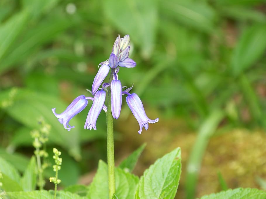 blue bell, flower, woo, spring, nature, blossom, green, bloom HD wallpaper