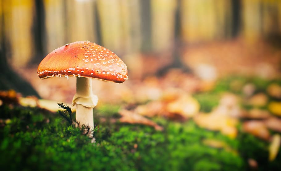 Toadstool, Forest, Trees, Nature, toadstool once, green, meadow HD wallpaper