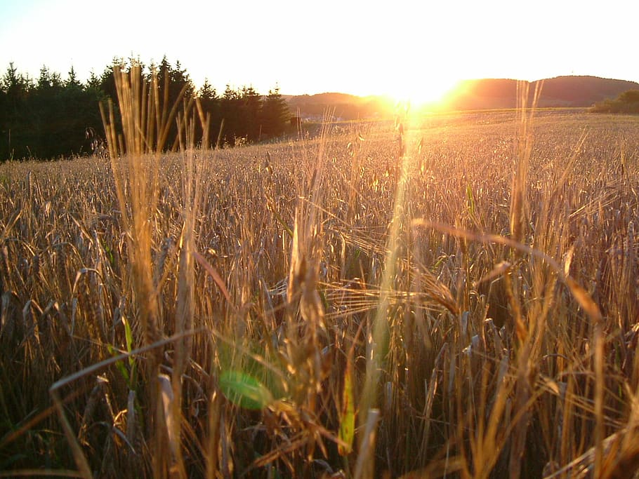 Sunset, Field, Nature, Summer, landscape, grass, agriculture HD wallpaper