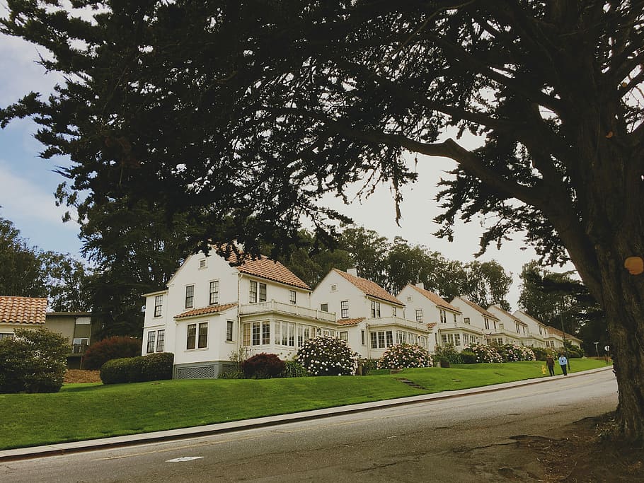 San Francisco Houses, green leafed tree near white concrete houses during daytime HD wallpaper