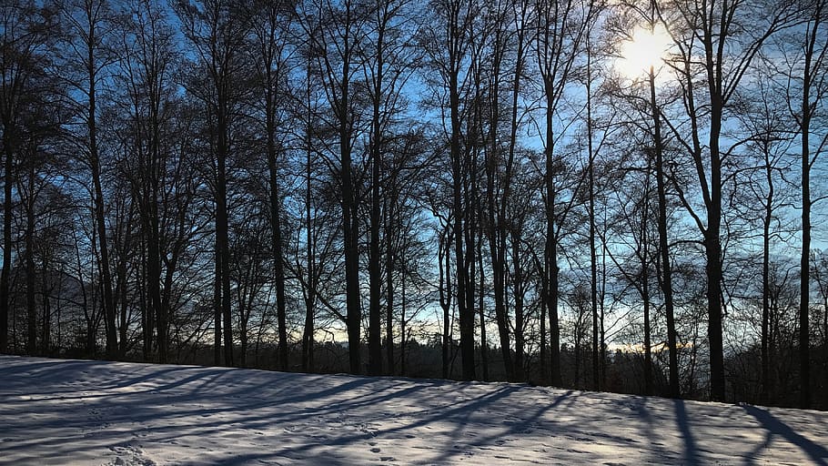 backlighting, winter, trees, blue, black, plant, sunlight, snow HD wallpaper
