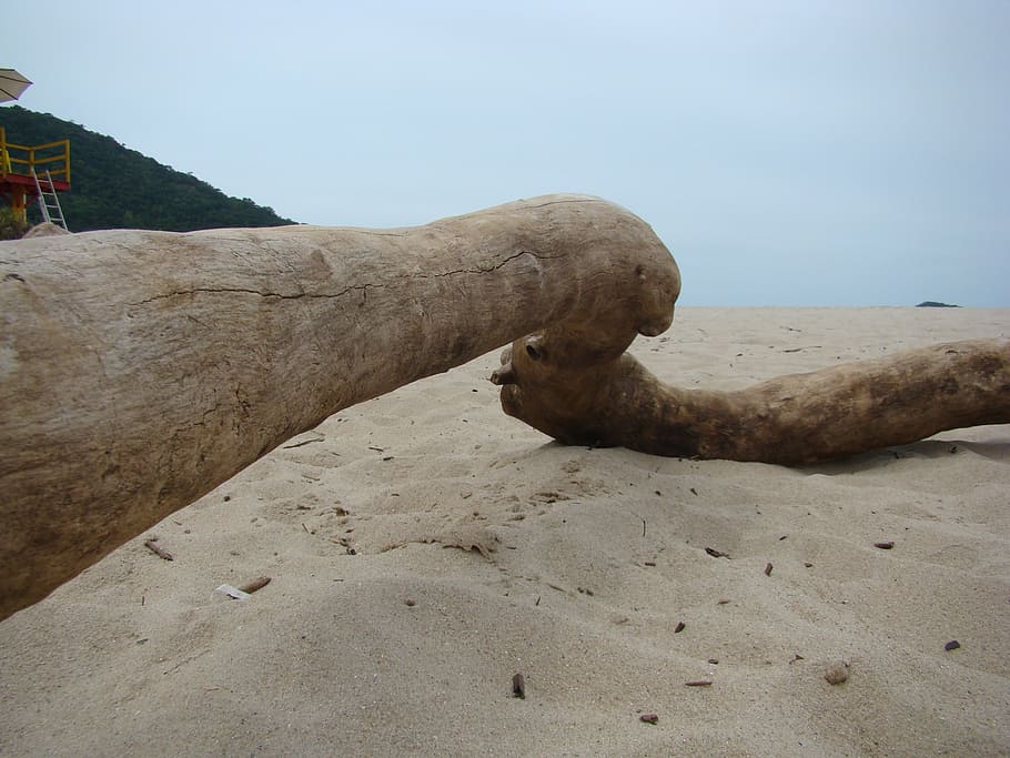 trunk, sand, mar, nature, sky, land, tranquility, beach, day HD wallpaper