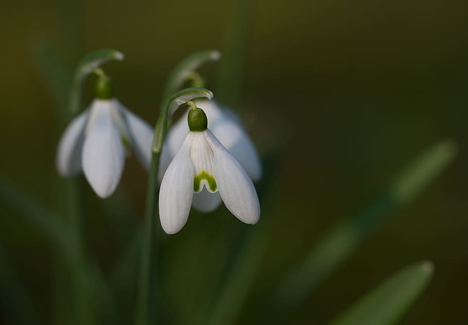 Snowdrop, Galanthus, Close, Spring, plant, signs of spring HD wallpaper
