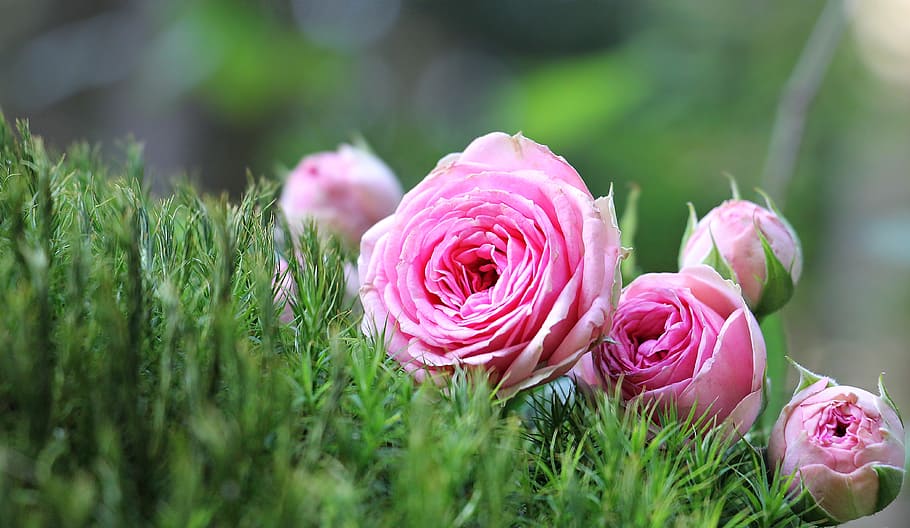 flowers, grass, petals, plant, beautiful, bloom, blossom, blur HD wallpaper