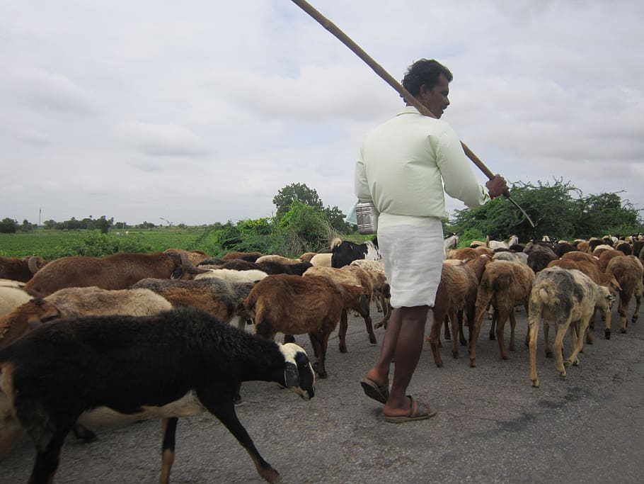 Sheep, Man, Herding, Shepherd, agriculture, farmer, livestock HD wallpaper
