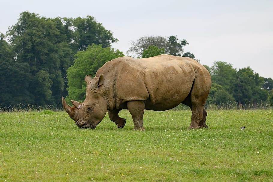 brown rhinoceros on green lawn, animal, safari, wildlife, africa, HD wallpaper