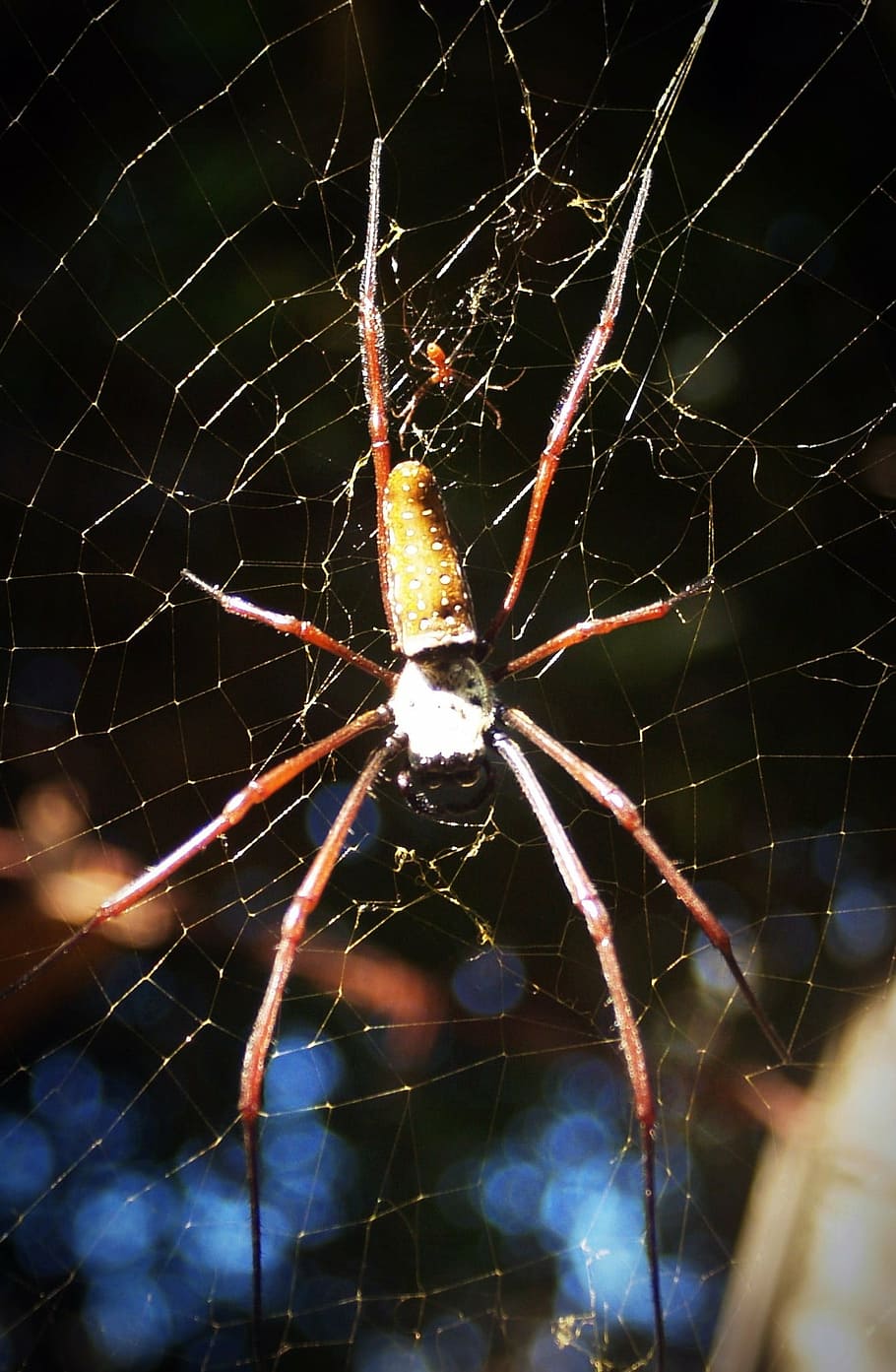 spider, arthropod, closeup, underbrush, tropical, copy, zoology HD wallpaper